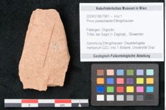 Foto (Objekt + Etikett) von Pinus palaeotaeda Ettingshausen (NHMW-GEO-2024-0188-7961)
